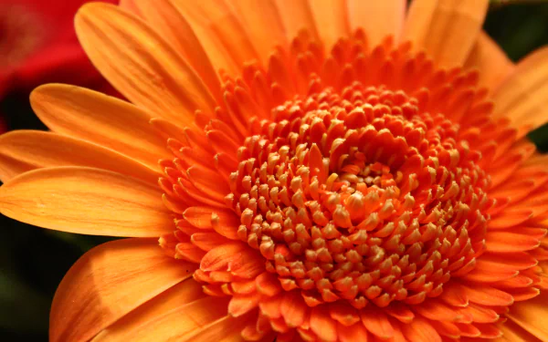 Macro close-up of an orange flower in nature — vivid petals and detailed center, 4K Ultra HD PC desktop wallpaper background.