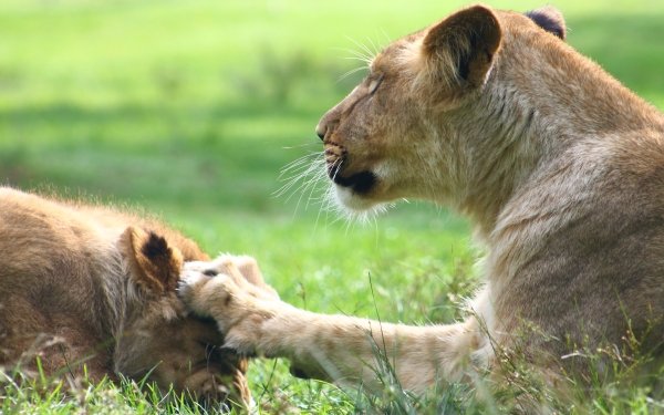 Animal Lion Cats Humor HD Wallpaper | Background Image