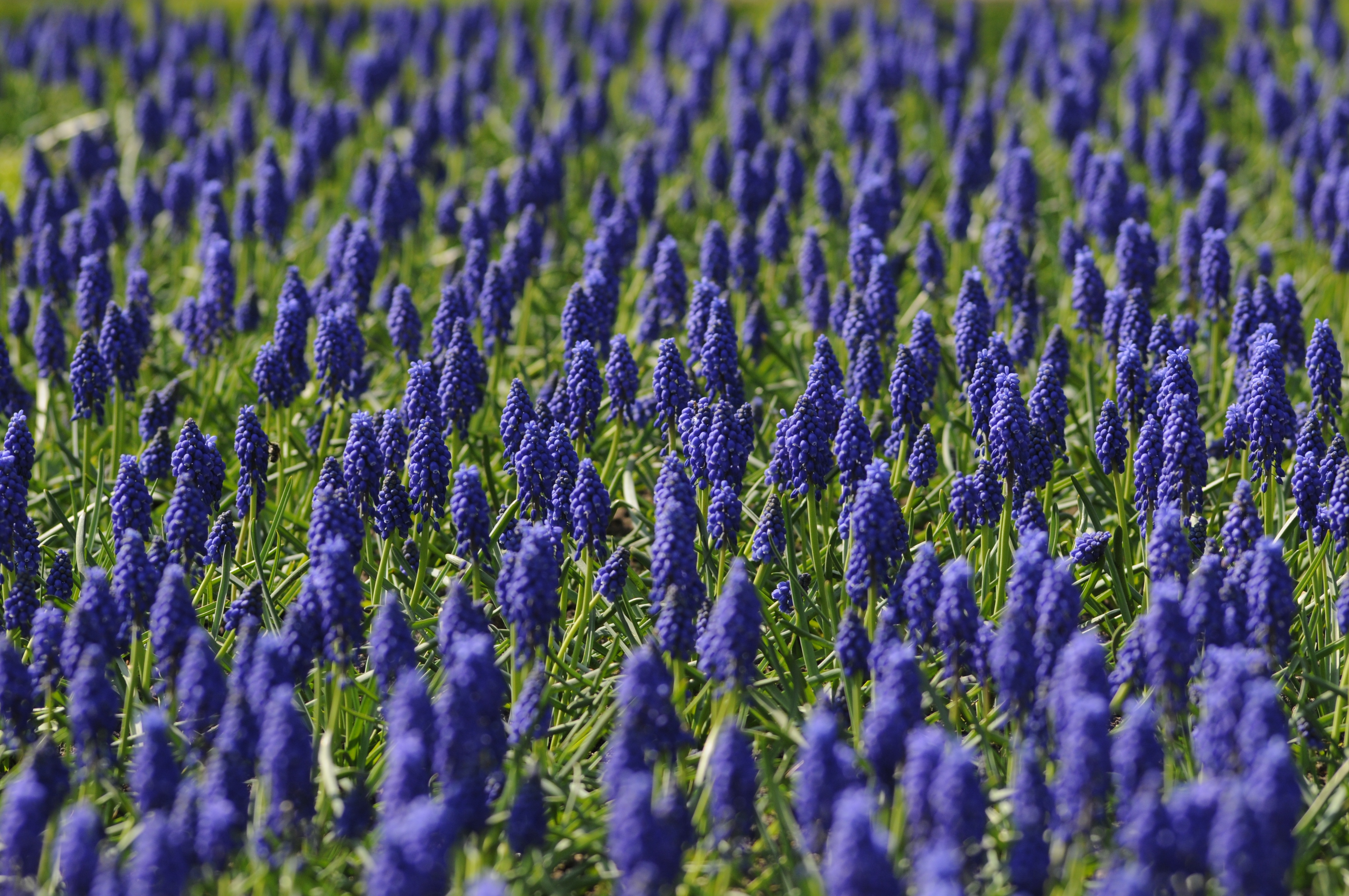 Nature Hyacinth HD Wallpaper | Background Image