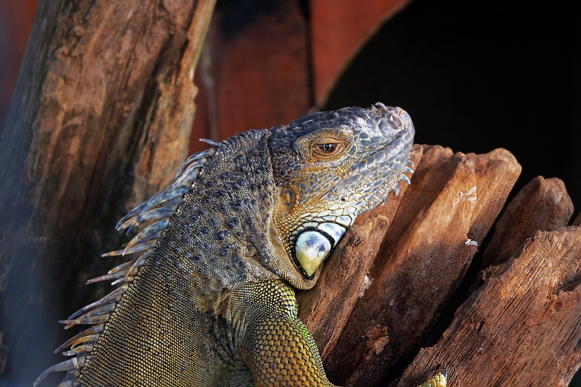Download Lizard Animal Iguana 4k Ultra HD Wallpaper