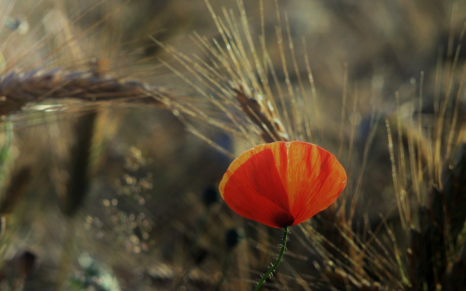 Download Close-up Summer Wheat Orange Flower Nature Flower Poppy HD Wallpaper by Ursula Müller