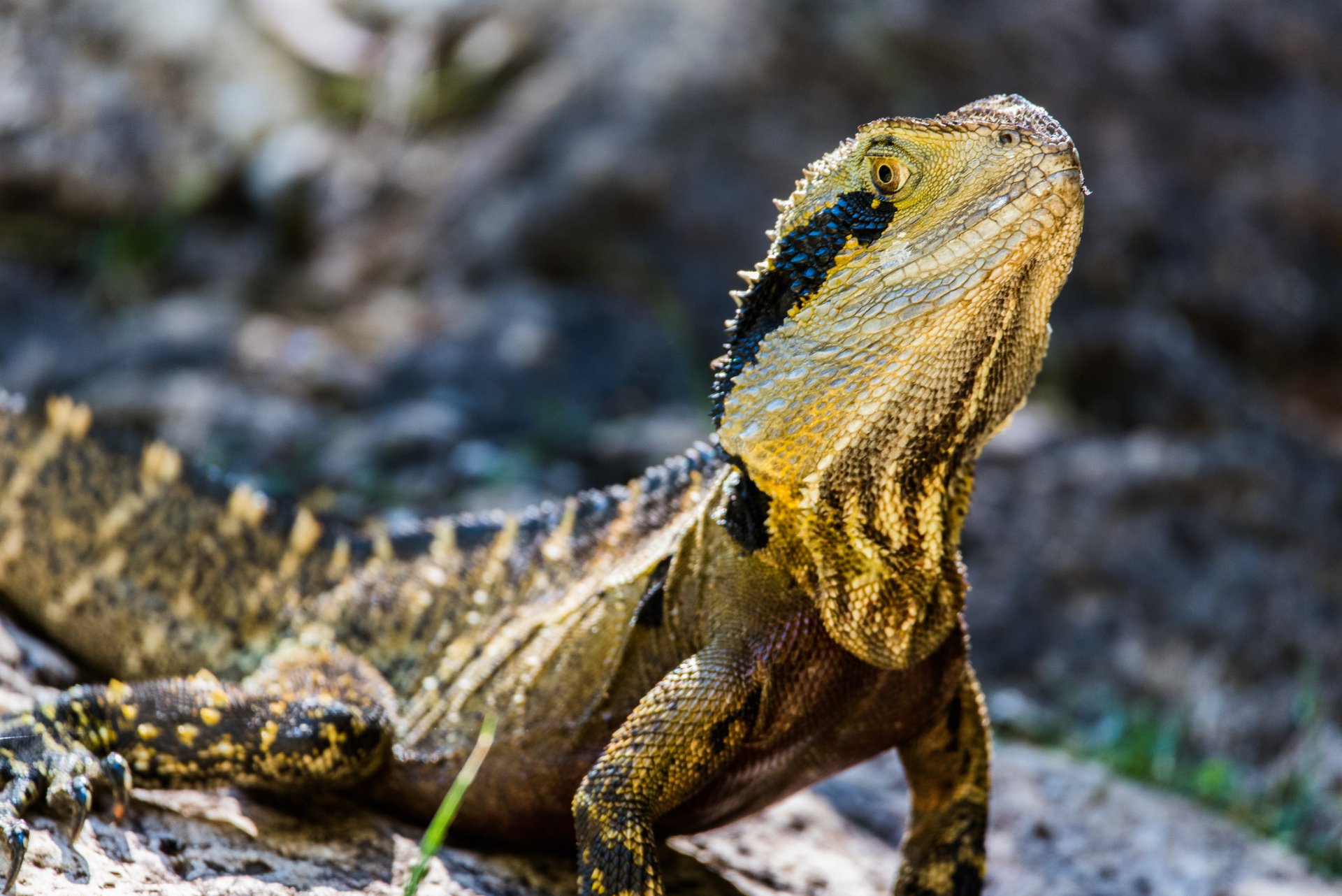 Download Eastern Water Dragon Lizard Animal Water Dragon 4k Ultra HD Wallpaper