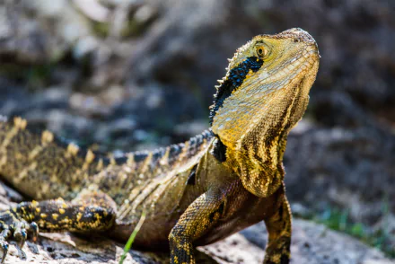Eastern Water Dragon lizard Animal water dragon HD Desktop Wallpaper | Background Image
