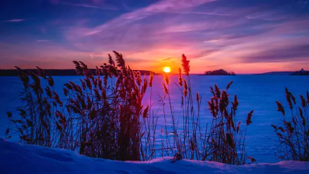 A stunning winter sunset silhouettes tall grasses against a vibrant sky, casting a warm glow over the snowy landscape, capturing the beauty of nature in 4K Ultra HD.