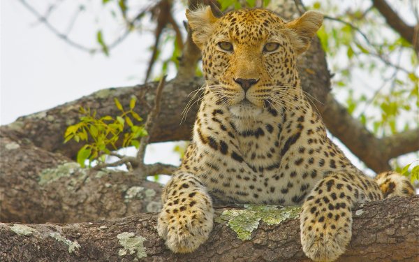 Animal Leopard Cats Big Cat predator Wildlife HD Wallpaper | Background Image