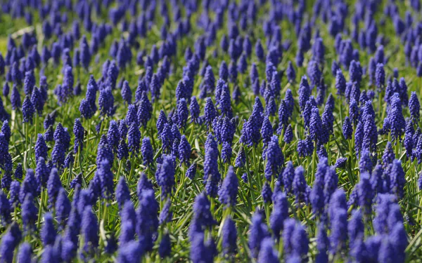 purple flower nature flower hyacinth HD Desktop Wallpaper | Background Image