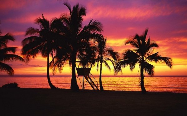 Photography Sunset Earth Beach Tropical Palm Tree Silhouette Sky HD Wallpaper | Background Image