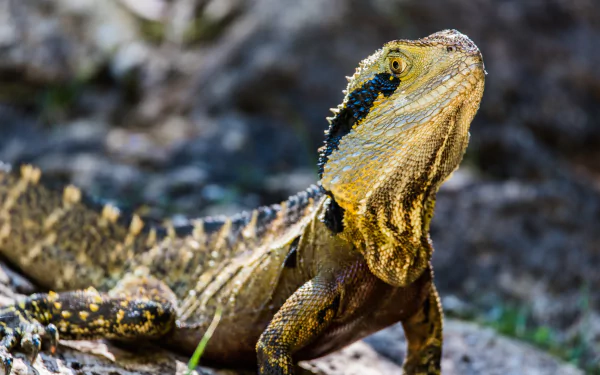 Eastern Water Dragon lizard Animal water dragon HD Desktop Wallpaper | Background Image