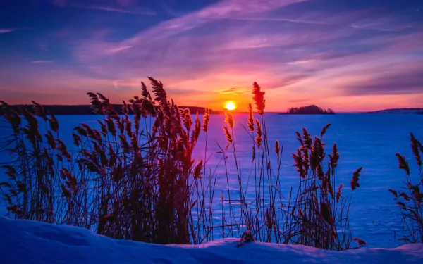 A stunning winter sunset silhouettes tall grasses against a vibrant sky, casting a warm glow over the snowy landscape, capturing the beauty of nature in 4K Ultra HD.