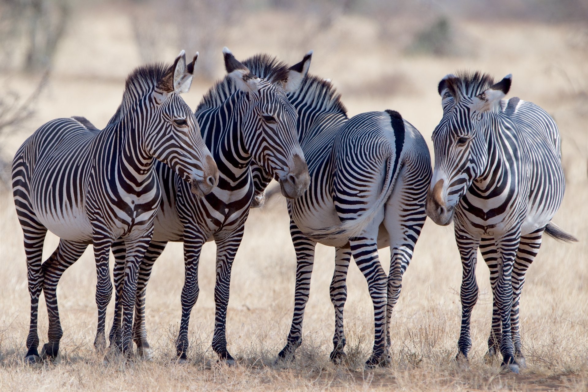 A group of zebras standing together in a natural habitat, captured in stunning 4K Ultra HD quality for PC desktop wallpaper and background.