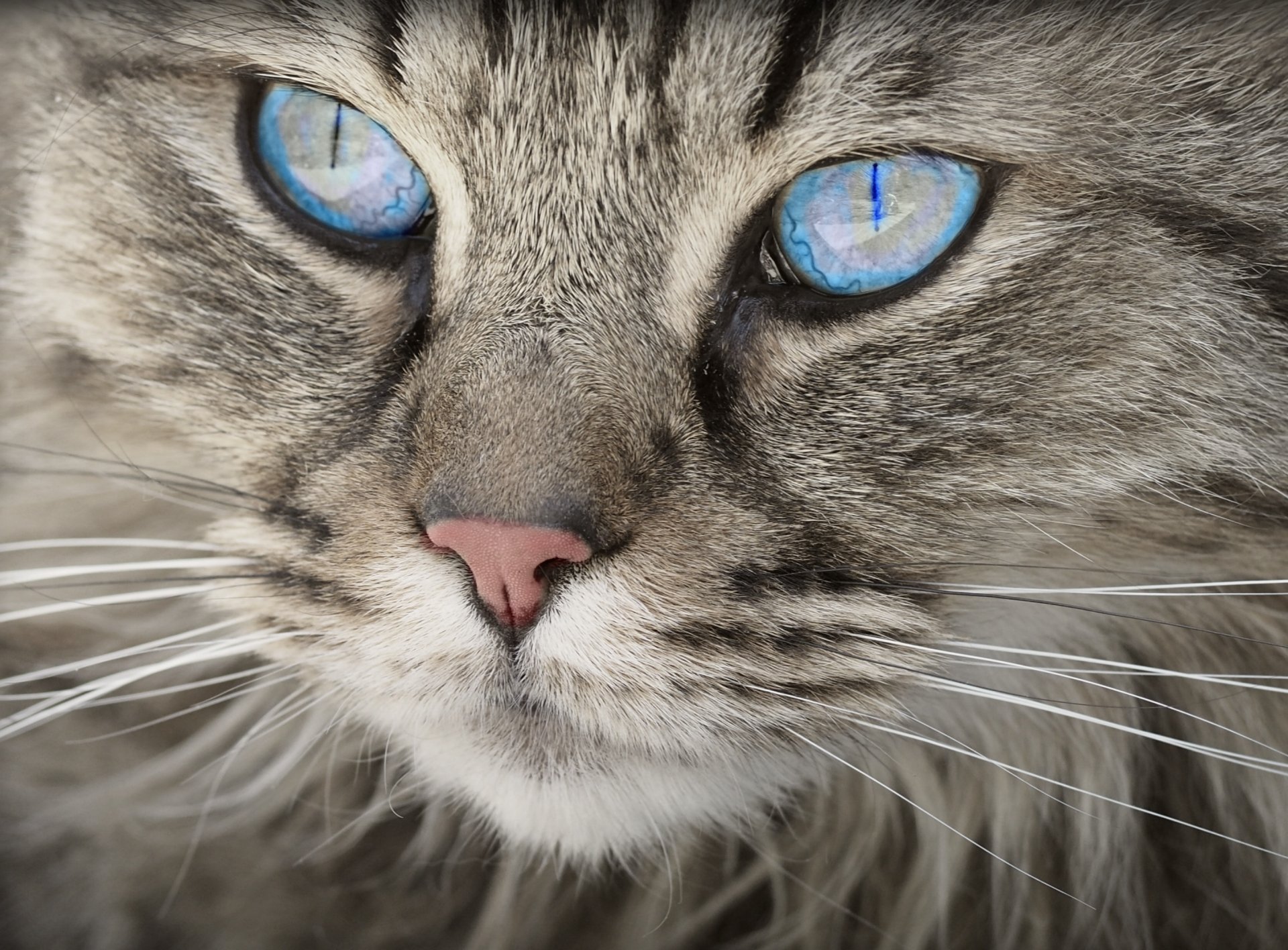 Download Close-up Muzzle Blue Eyes Animal Cat HD Wallpaper | 2894x2135 ...