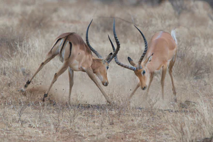 fight antelope Animal Impala HD Desktop Wallpaper | Background Image