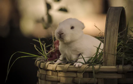 basket Animal rabbit HD Desktop Wallpaper | Background Image