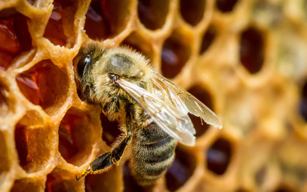Macro nature shot of a bee (animal) on honeycomb dripping honey — vivid 2K Quad HD PC desktop wallpaper/background showcasing insect detail and warm golden tones.