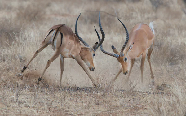 fight antelope Animal Impala HD Desktop Wallpaper | Background Image