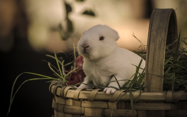 Animal Rabbit Basket HD Wallpaper | Background Image