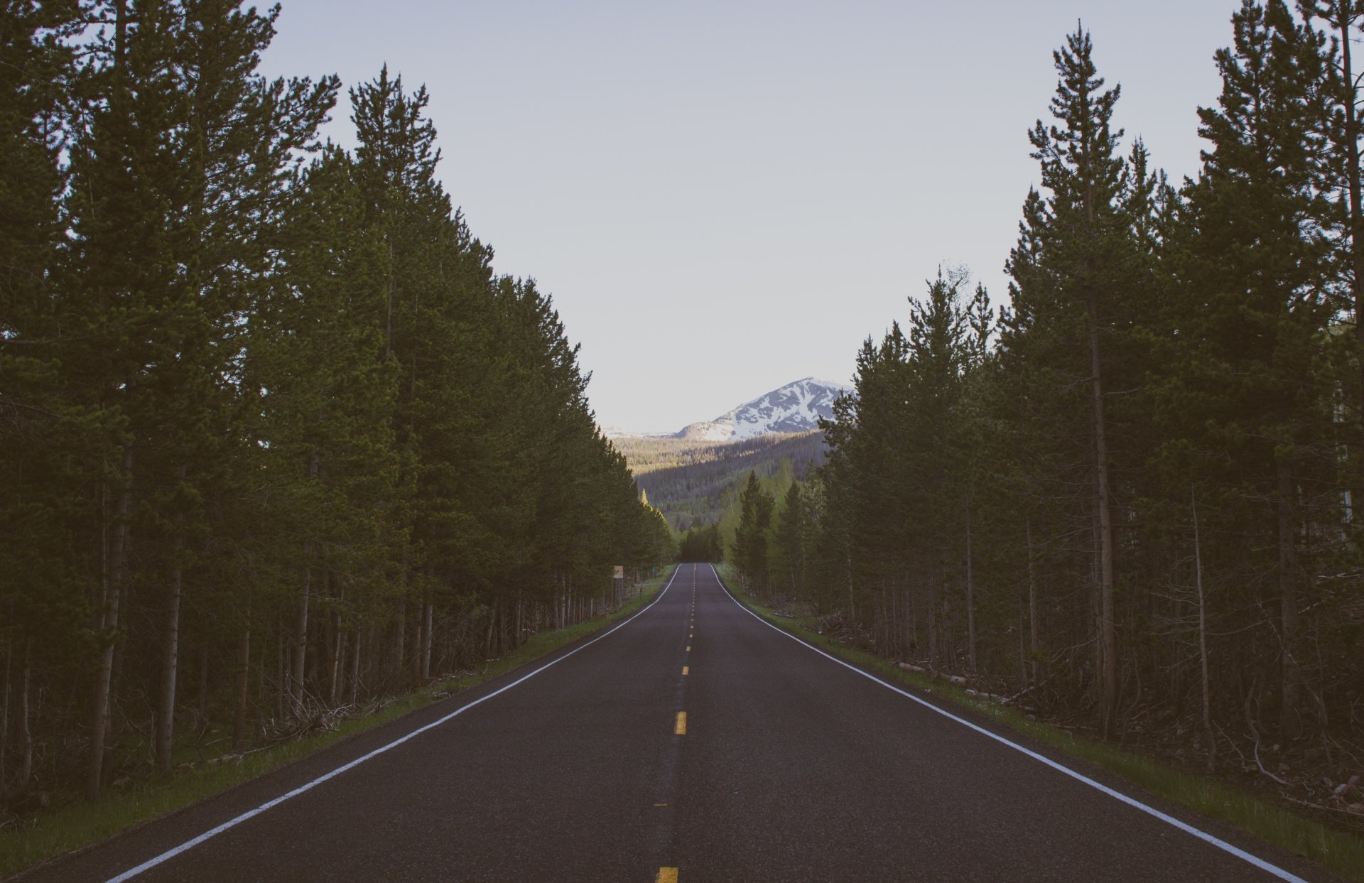 Download Tree Man Made Road 4k Ultra HD Wallpaper | 4807x3112 ...