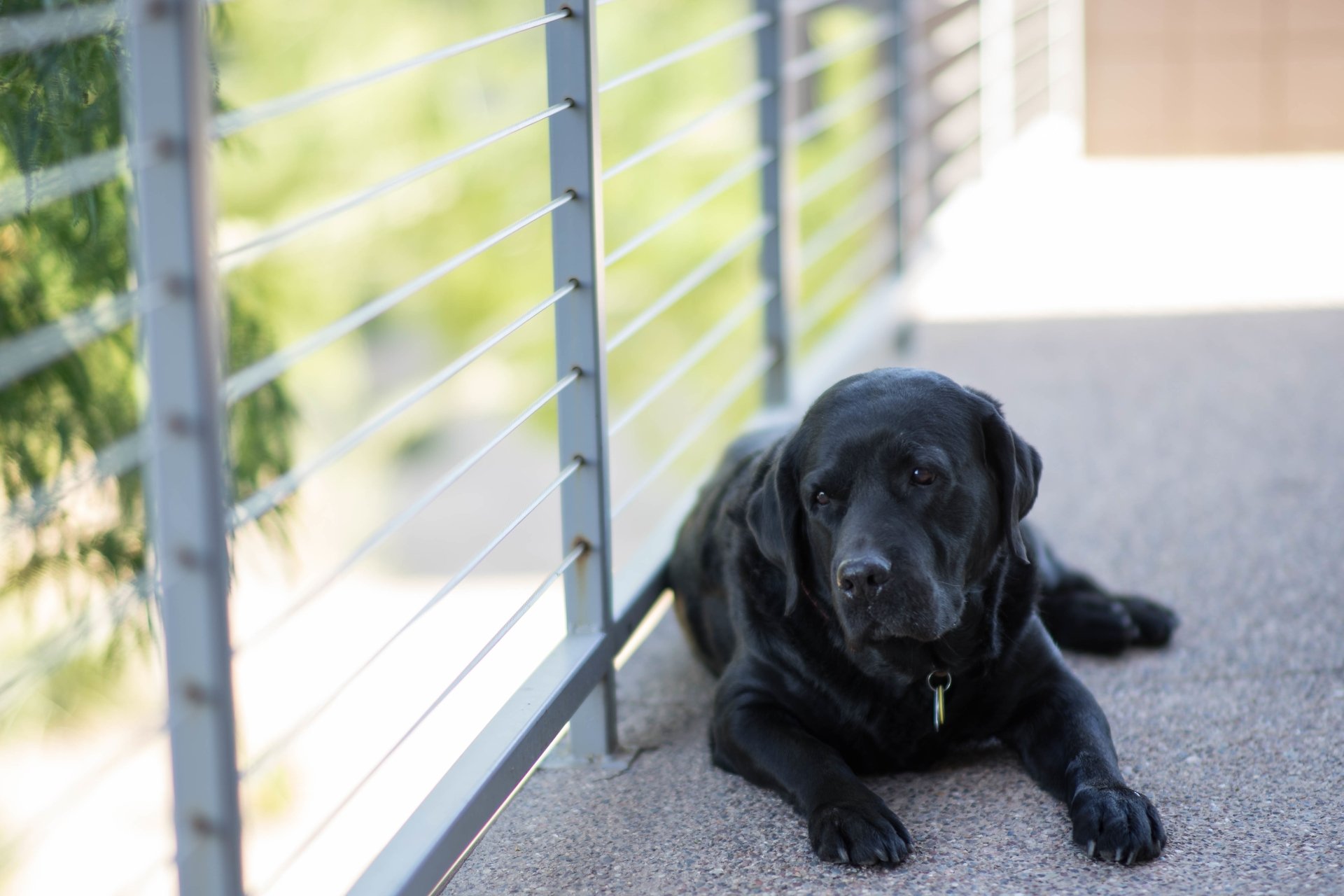 Black Labrador Retriever dog resting on a patio beside a metal railing, captured in sharp detail for a 4K Ultra HD PC desktop wallpaper.