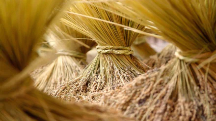 harvest nature wheat HD Desktop Wallpaper | Background Image
