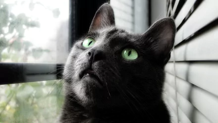 HD desktop wallpaper of a cute Russian Blue cat with striking green eyes, gazing upward by a window with blinds.