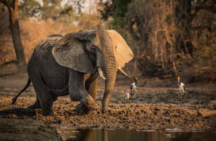HD desktop wallpaper featuring an African bush elephant walking through a muddy landscape with birds in the background, set in Africa's natural environment.