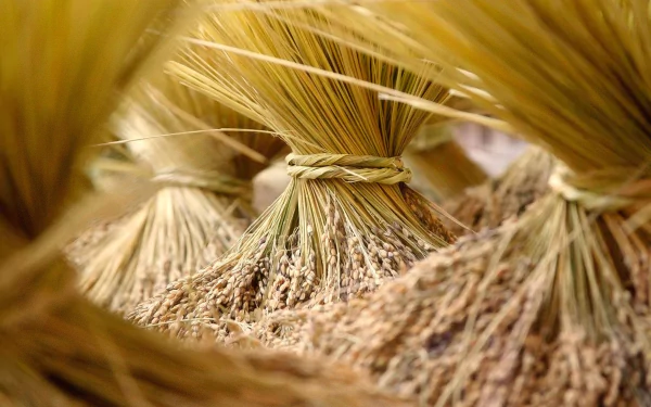 harvest nature wheat HD Desktop Wallpaper | Background Image