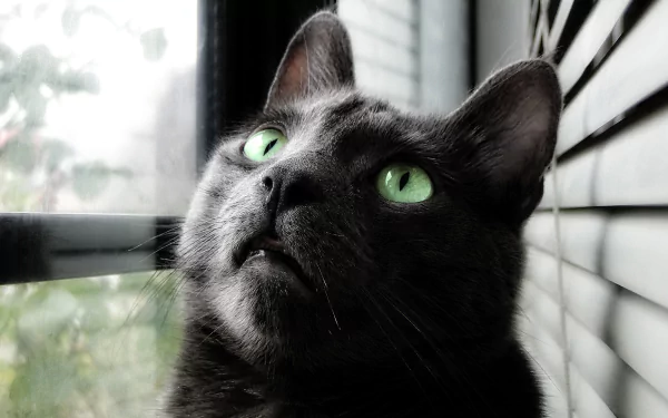 HD desktop wallpaper of a cute Russian Blue cat with striking green eyes, gazing upward by a window with blinds.