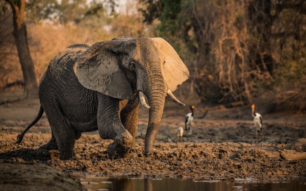 Animal African bush elephant Elephants Africa HD Wallpaper | Background Image