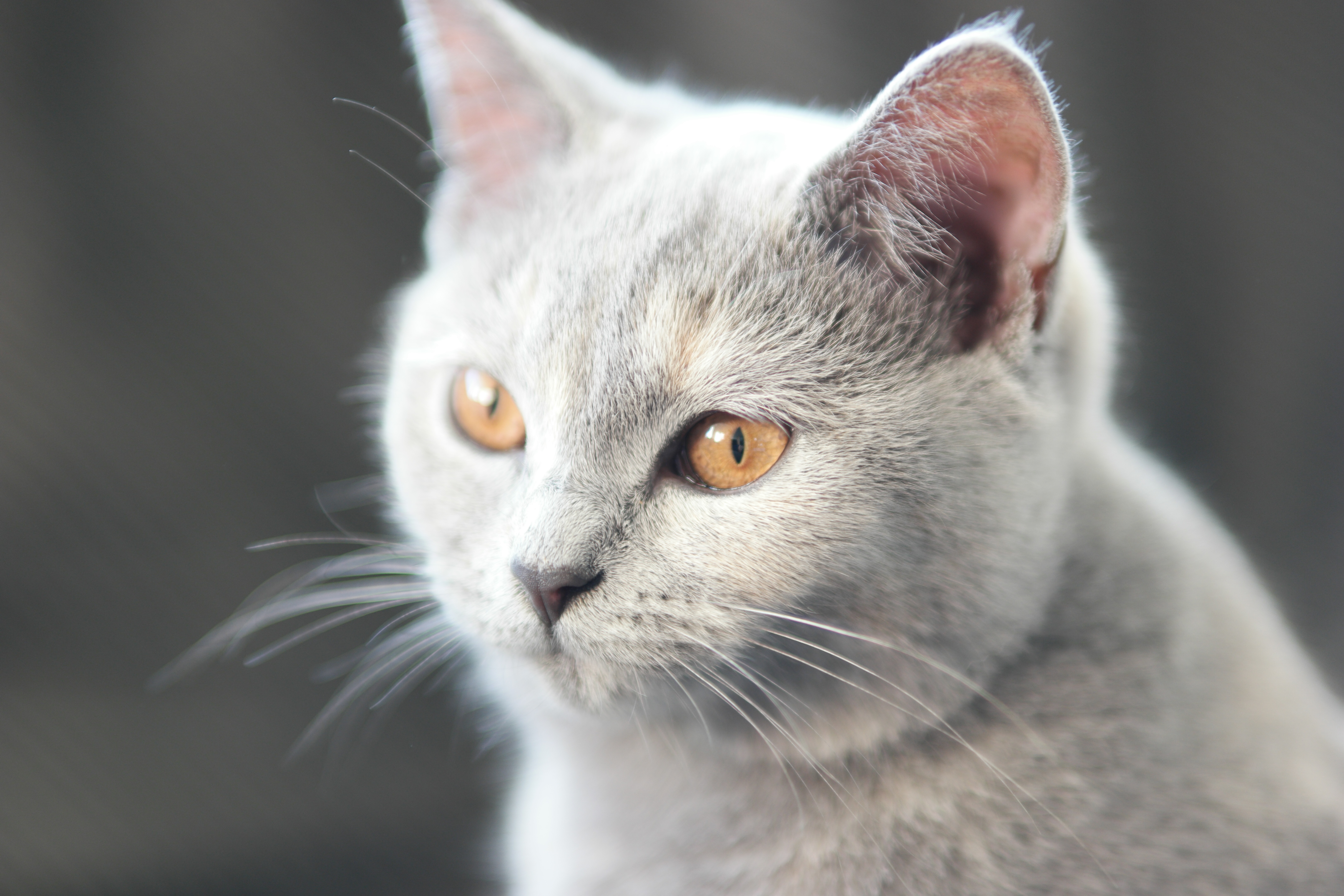 Кошка с желтыми глазами порода. Бурмилла короткошерстная. Британская кошка короткошерстная серая. Бурмилла котенок серый. Бурмилла персиковая.