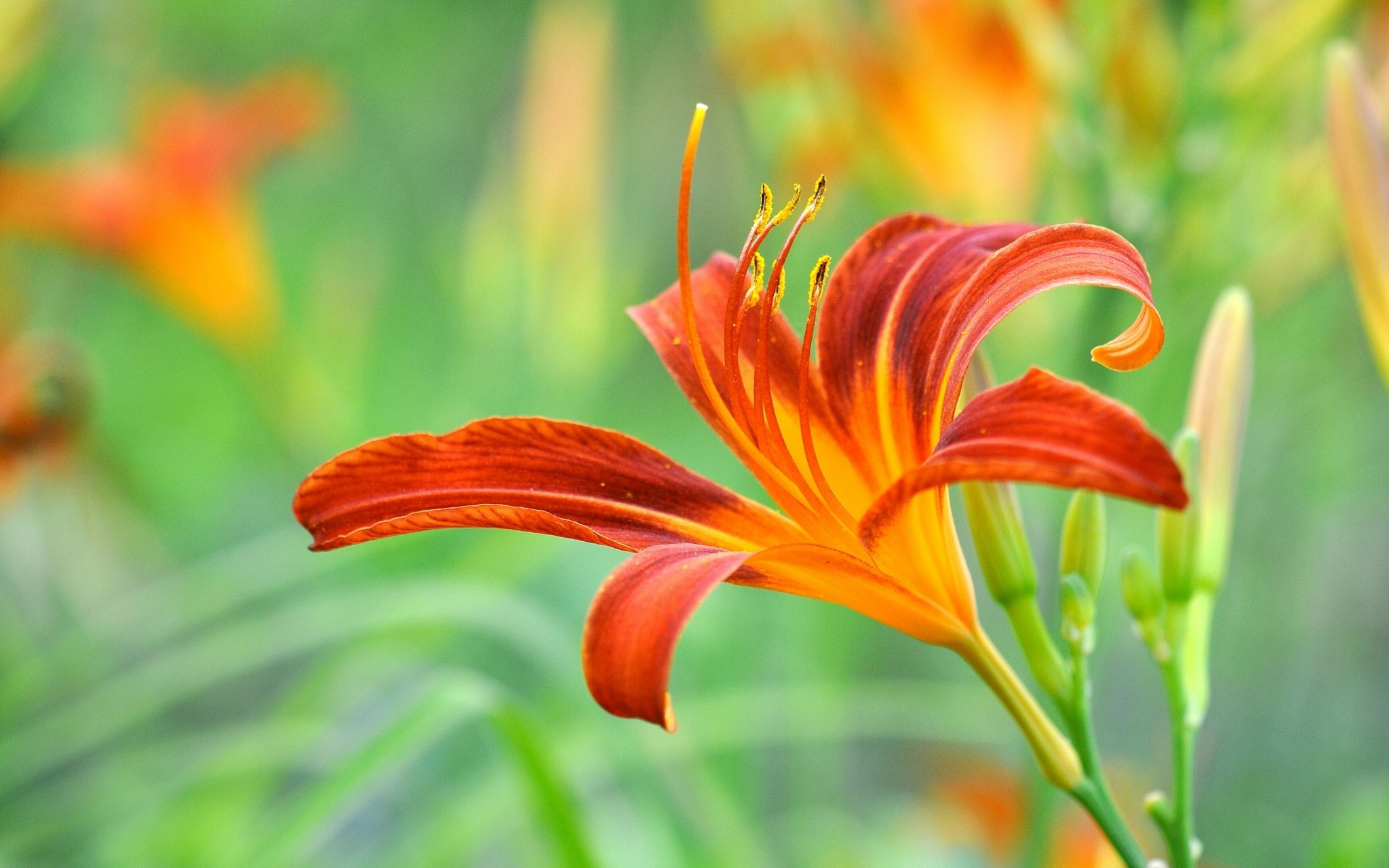 Download Blur Nature Flower Orange Flower Lily HD Wallpaper