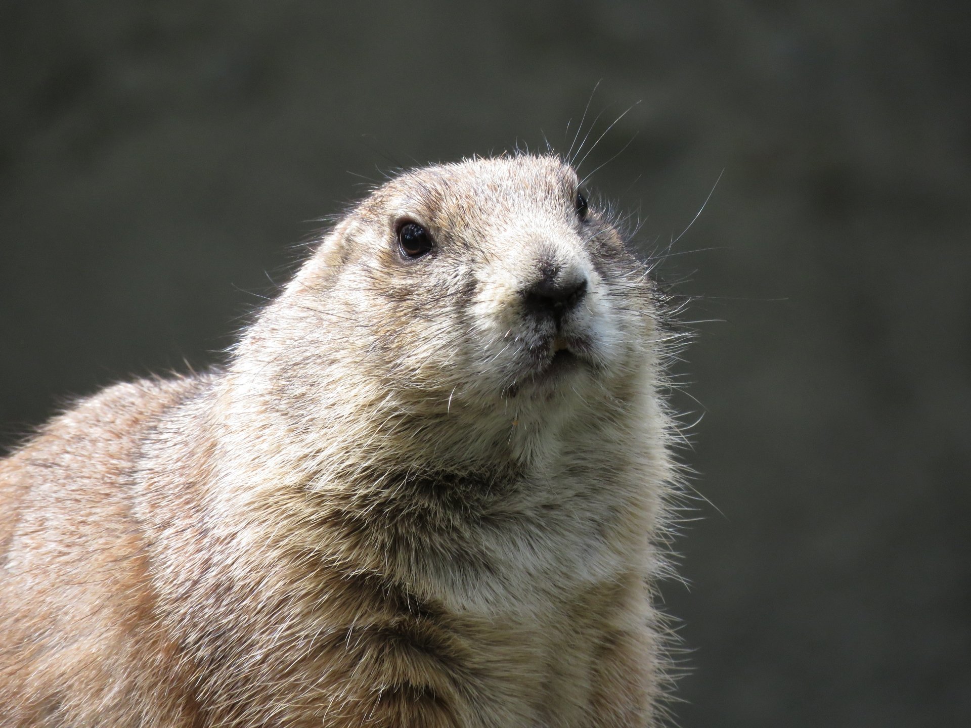 Download Rodent Animal Prairie Dog 4k Ultra HD Wallpaper