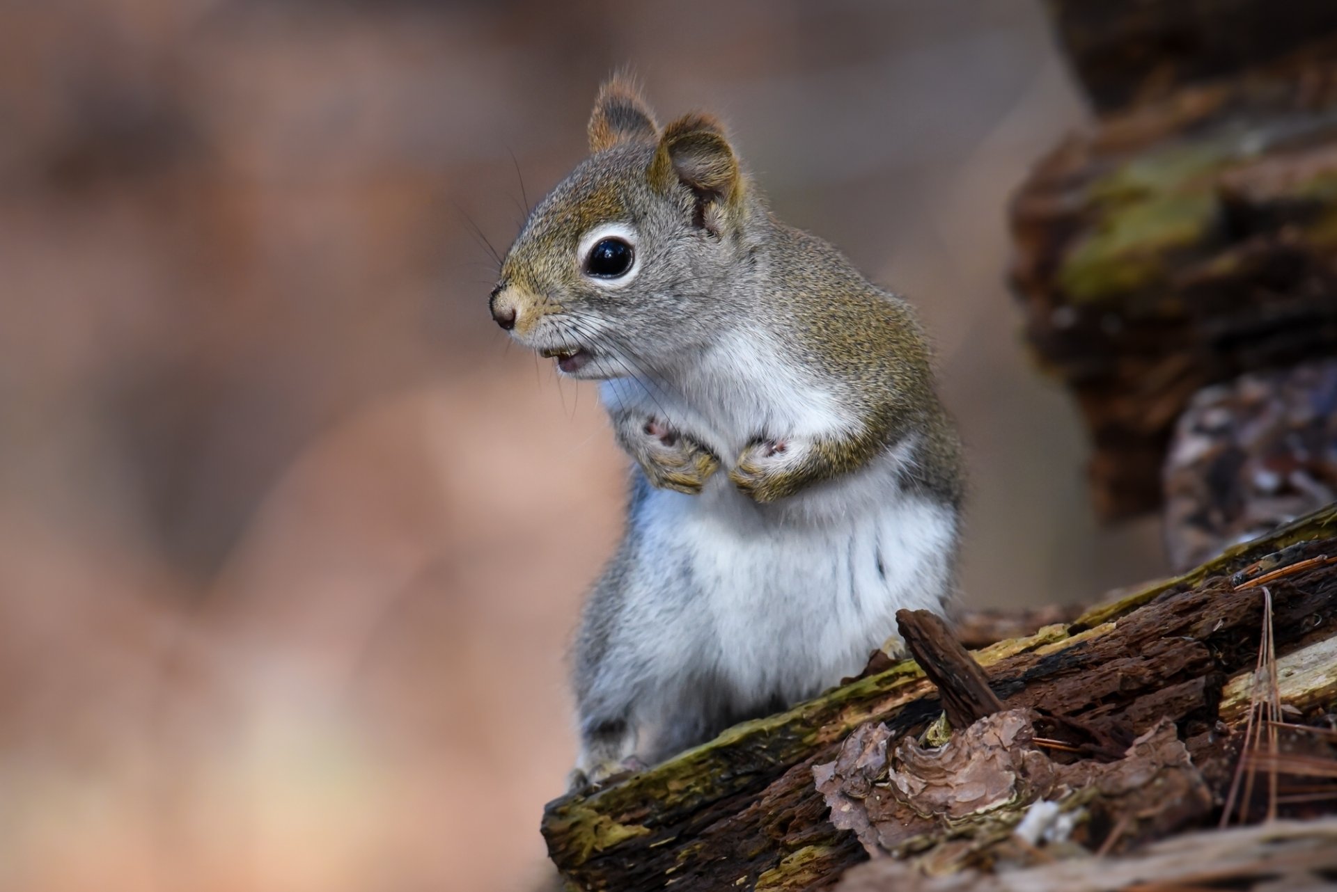 HD PC desktop wallpaper of a squirrel (rodent, animal) perched on a mossy log, alert with tiny paws against a soft, blurred woodland background.