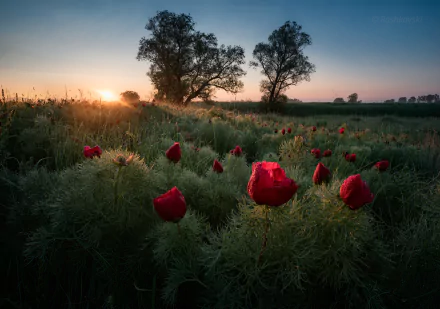 HD desktop wallpaper of vibrant red peony flowers in a grassy field at sunrise, with silhouetted trees and a serene natural landscape.