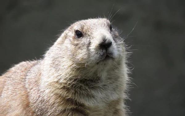 rodent Animal prairie dog HD Desktop Wallpaper | Background Image