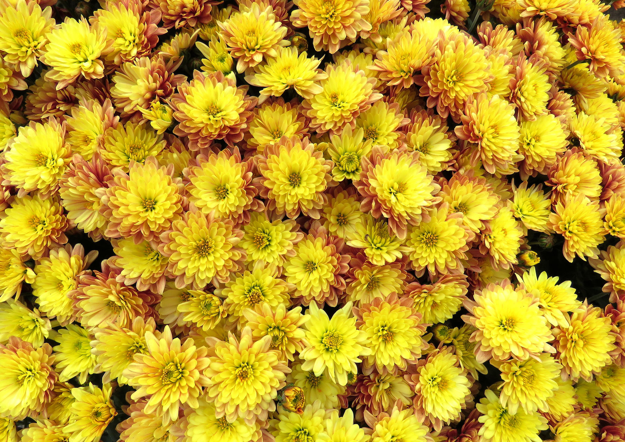 Chrysanthemum HD Wallpaper by Bennilover