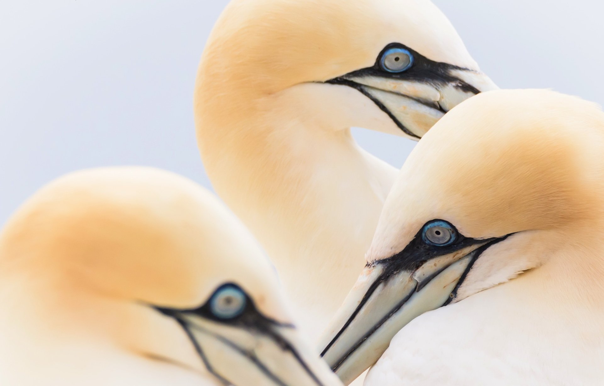 Download Beak Close-up Bird Animal Northern Gannet HD Wallpaper