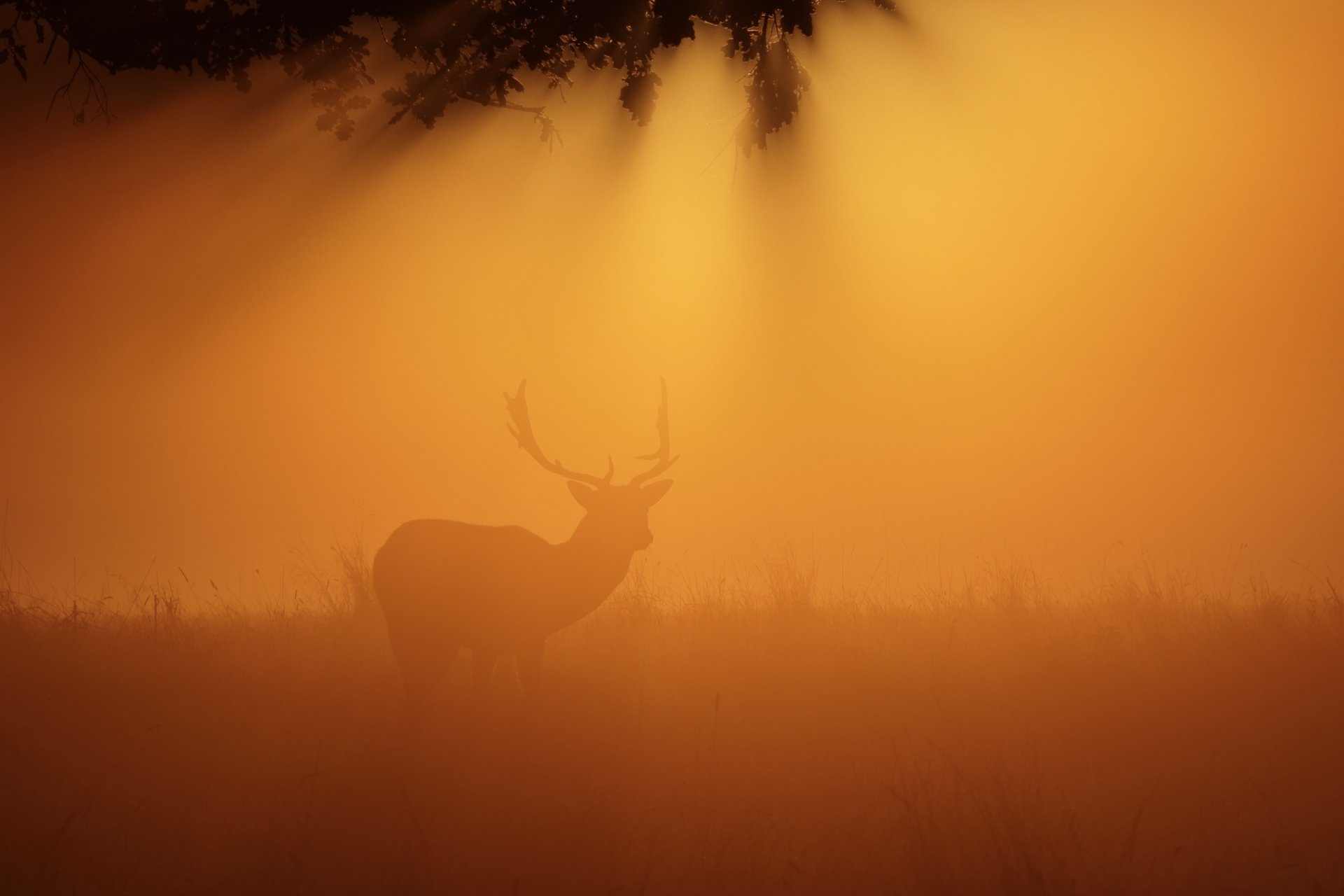 Silhouette of a deer standing in foggy sunset sunlight, captured in an HD PC desktop wallpaper background with warm sunbeams filtering through the mist.
