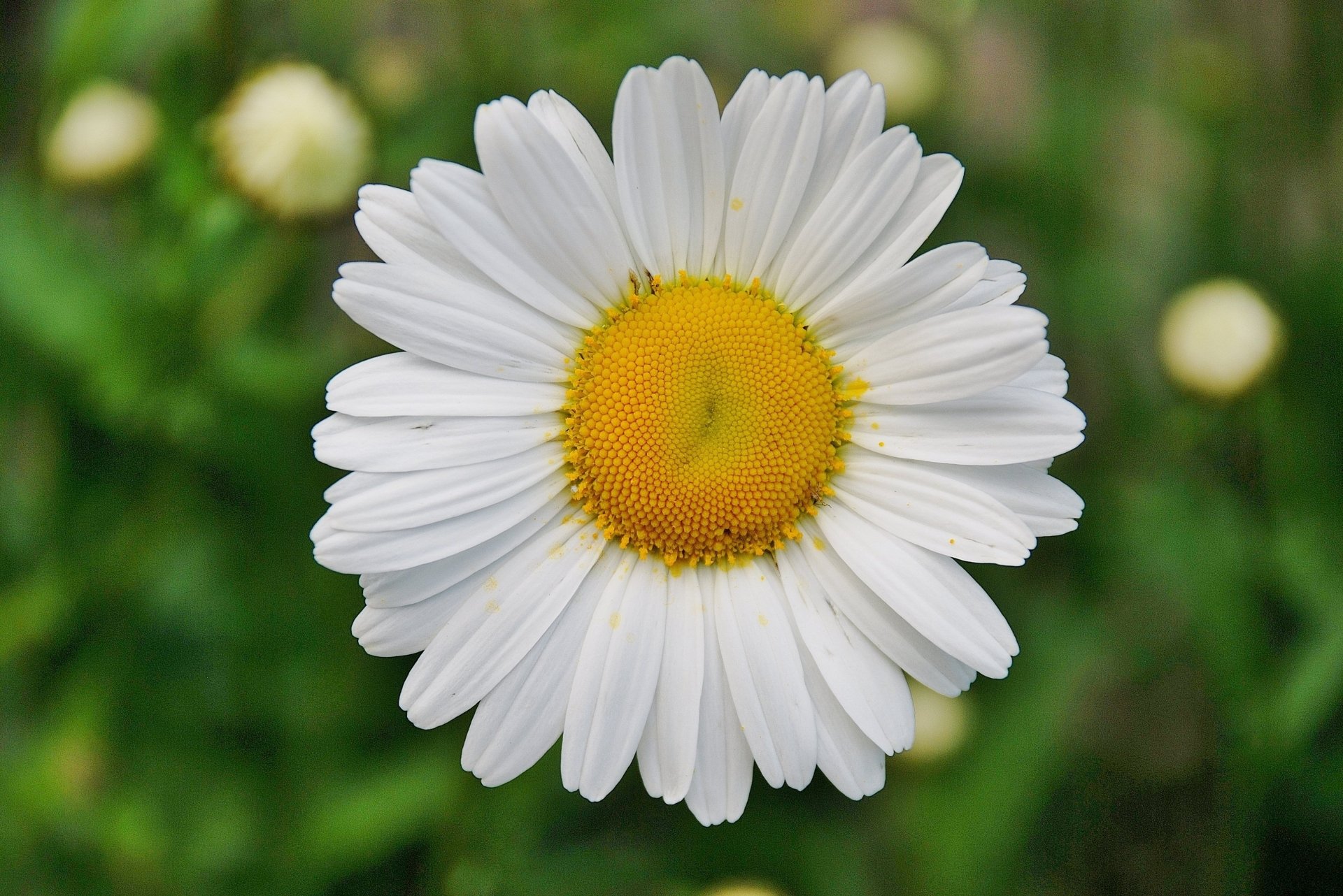 Download White Flower Flower Nature Daisy 4k Ultra HD Wallpaper