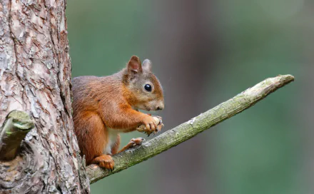 A vibrant HD desktop wallpaper of a red squirrel eating while perched on a tree branch, showcasing the detail of this small rodent in its natural habitat.