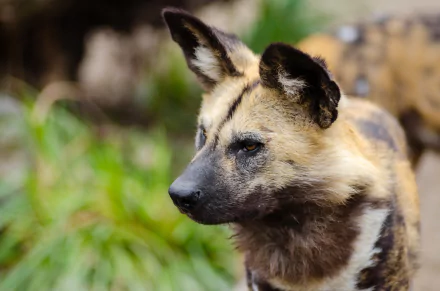 4K Ultra HD PC desktop wallpaper background showing a wild dog muzzle and face with alert ears and mottled coat — Animal portrait in natural greens.