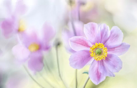Close-up of a pink anemone flower with delicate petals and a yellow center, captured in soft natural light as an HD PC desktop wallpaper background.