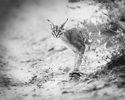Black and white HD desktop wallpaper of a caracal standing on a dirt path surrounded by foliage.