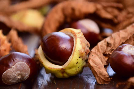 close-up fall blur nature chestnut HD Desktop Wallpaper | Background Image