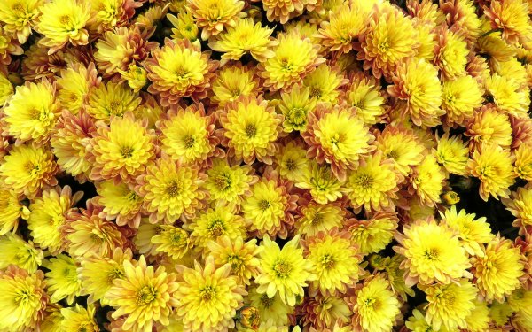 Earth Chrysanthemum Flowers Flower Yellow Flower Nature HD Wallpaper | Background Image