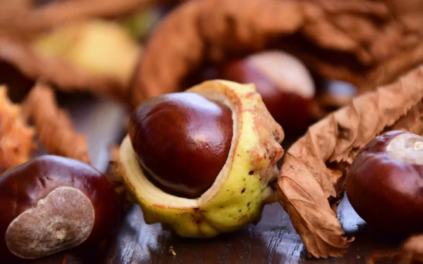 Close-up of glossy chestnuts partially encased in their spiky shells, surrounded by dry, curled leaves in a blurred fall nature setting, captured in 4K Ultra HD.
