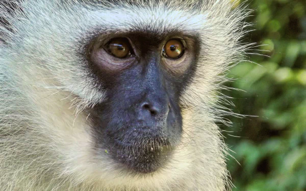 monkey Animal vervet HD Desktop Wallpaper | Background Image