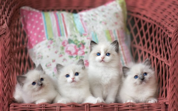 Animal Cat Kitten Ragdoll Baby Animal HD Wallpaper | Background Image