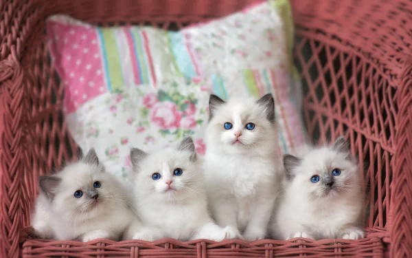 Four fluffy baby ragdoll kittens with blue eyes nestled in a pink wicker basket with a floral cushion — HD PC desktop wallpaper/background of a sweet cat scene.