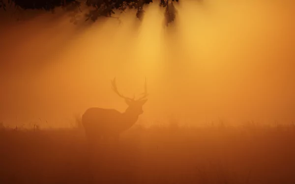 Silhouette of a deer standing in foggy sunset sunlight, captured in an HD PC desktop wallpaper background with warm sunbeams filtering through the mist.