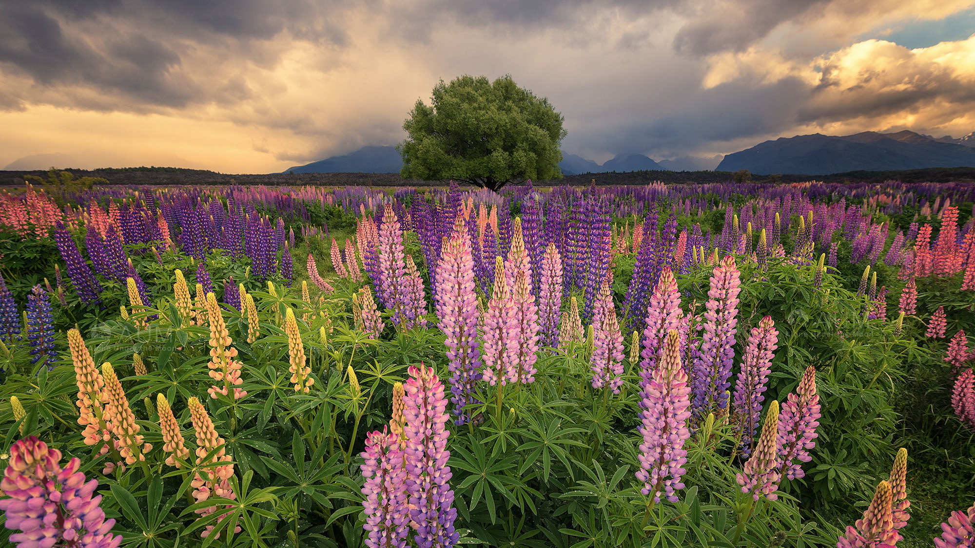 Nature Lupine HD Wallpaper | Background Image